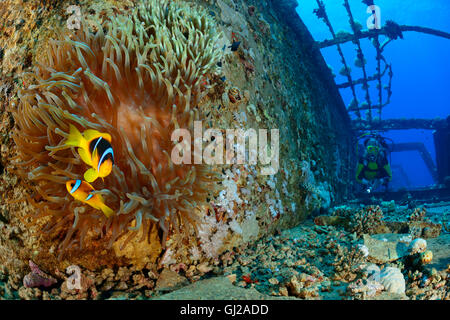 Amphiprion Bicinctus, Wrack der Salem Express und Taucher am Wrack mit Clownfishes, Safaga, Rotes Meer, Ägypten Stockfoto