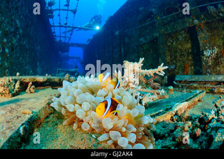 Amphiprion Bicinctus, Wrack der Salem Express und Taucher am Wrack mit Clownfishes, Safaga, Rotes Meer, Ägypten Stockfoto