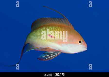 Pseudanthias Squammipinnis, männliche Lyretail Anthias, Lyretail Fee Basslet Meer Goldie, Safaga, Rotes Meer, Ägypten, Afrika Stockfoto