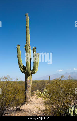 Riesigen Saguaro Kaktus mit Blumen am Stadtrand von Tucson, Arizona in der Sonora-Wüste in den Saguaro National Park. Stockfoto