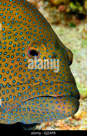 Cephalopholis Argus, Kopf Bildniss Argus oder Bluespotted Zackenbarsch oder Rock Kabeljau, Safaga, Rotes Meer, Ägypten, Afrika Stockfoto