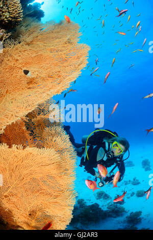 Korallenriff mit riesigen Gorgonien oder Gorgonien und Scuba Diver, Safaga, Rotes Meer, Ägypten Stockfoto