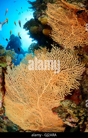 Korallenriff mit riesigen Gorgonien oder Gorgonien und Scuba Diver, Safaga, Rotes Meer, Ägypten Stockfoto