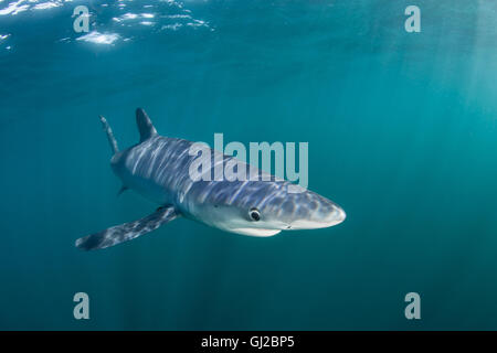 Ein Blauhai (Prionace Glauca) Kreuzfahrten durch den flachen, lichtdurchfluteten Gewässern des Atlantischen Ozeans vor der Küste von Cape Cod. Stockfoto