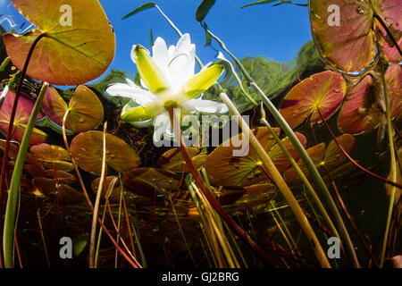Eine aquatische Lilie blüht in einem flachen Süßwassersee in Neu-England. Aquatische Vegetation wächst wild in den Sommermonaten. Stockfoto