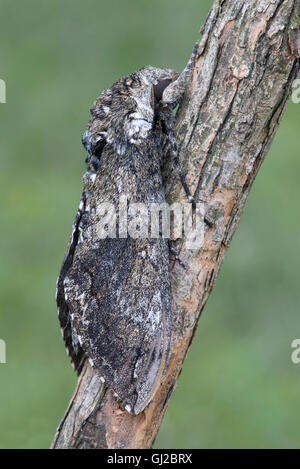 Tabak Hornworm, aka Tomaten Hornworm Erwachsenen Carolina Sphinx Moth (Manduca Sexta) Michigan USA Stockfoto