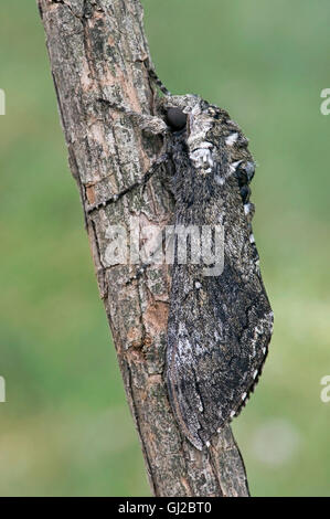 Tabak Hornworm, aka Tomaten Hornworm Erwachsenen Carolina Sphinx Moth (Manduca Sexta) Michigan USA Stockfoto