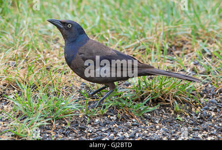 Gemeinsamen Grackle, Männlich, (Quiscalus Quiscula) ernähren sich von Vogelfutter, Michigan USA. Stockfoto