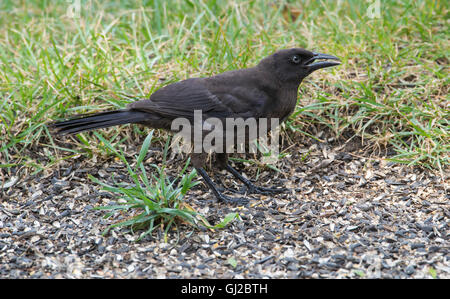 Gemeinsamen Grackle, Weiblich, (Quiscalus Quiscula) ernähren sich von Vogelfutter, Michigan USA Stockfoto