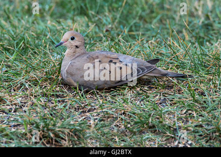 Mourning Dove (Zenaida Macroura) auf Boden, im Osten der USA Stockfoto