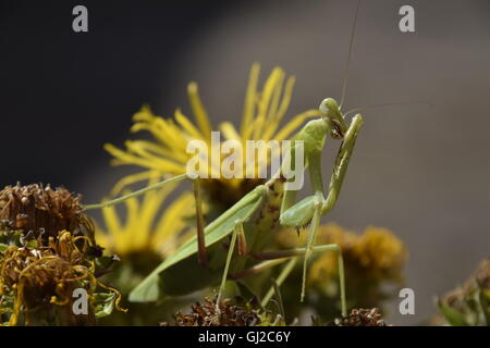 Die weibliche Gottesanbeterin weniger. Räuberische Insekten. Riesige grüne weibliche Gottesanbeterin. Stockfoto