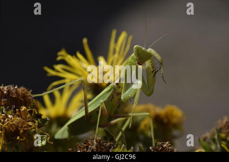 Die weibliche Gottesanbeterin weniger. Räuberische Insekten. Riesige grüne weibliche Gottesanbeterin. Stockfoto