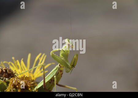 Die weibliche Gottesanbeterin weniger. Räuberische Insekten. Riesige grüne weibliche Gottesanbeterin. Stockfoto