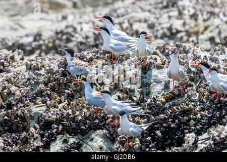 Rosenseeschwalbe Erwachsenen und Jugendlichen hocken auf Stein Stockfoto