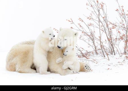 Eisbär-Mutter (Ursus Maritimus) liegend mit zwei spielenden Jungen, Wapusk-Nationalpark, Manitoba, Kanada Stockfoto