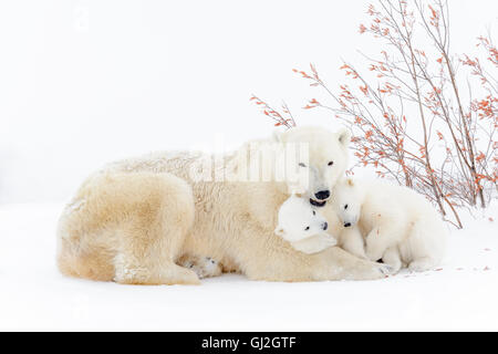 Eisbär-Mutter (Ursus Maritimus) liegend mit zwei spielenden Jungen, Wapusk-Nationalpark, Manitoba, Kanada Stockfoto