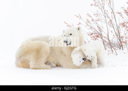 Eisbär-Mutter (Ursus Maritimus) liegend mit zwei spielenden Jungen, Wapusk-Nationalpark, Manitoba, Kanada Stockfoto