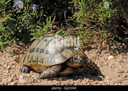 Hermanns Schildkröte (Testudo Hermanni), Torre Seu, Sardinien, Italien Stockfoto