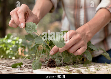 Frau tendenziell junge Pflanzen im Garten, Nahaufnahme Stockfoto