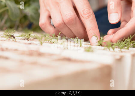Frau tendenziell junge Pflanzen im Garten, close-up der Hände Stockfoto