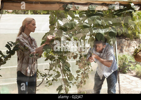 Älteres Paar im Garten, Anbau von Pflanzen tendenziell Stockfoto