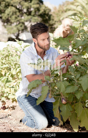 Reifer Mann Inspektion Gemüse wachsen im Garten Stockfoto