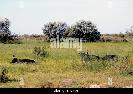 Camargue-Stiere in der Weide in die hohe Gräser. Stockfoto