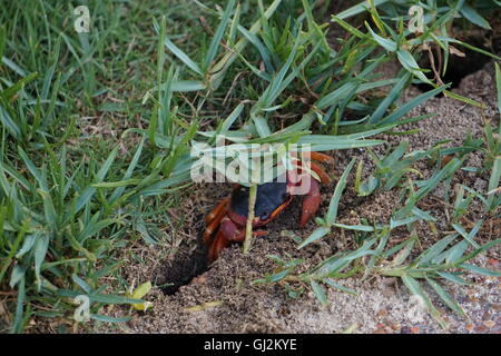 Rote Krabbe (Gecarcinus Ruricola) auf Barbados Stockfoto