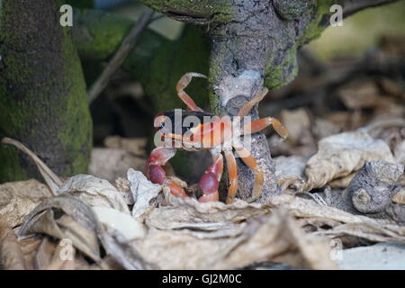 Rote Krabbe (Gecarcinus Ruricola) auf Barbados Stockfoto