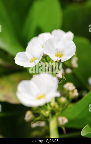 Schöne kleine weiße Blume der schleichende Burhead oder Echinodorus Cordifolius ist eine Wasserpflanze Stockfoto