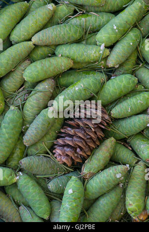 Blau Fichte jungen und Reifen Kiefer Kegel (Picea Pungens)-Nordamerika Stockfoto