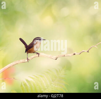 Carolina Wren Sitzstangen auf einem Ast Stockfoto