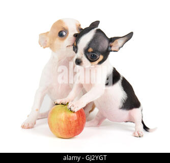 Zwei kleine Welpen Chihuahua und einen Apfel, isoliert auf weiss Stockfoto