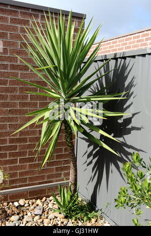 Yucca Elephantipes wächst in voller Sonne gegen die Wand und Metall Ziegelmauer Stockfoto