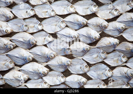 Trocknen der Fische Stockfoto