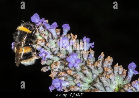 Makro von einem Bumble Bee (Bombus Terrestris) Fütterung auf eine Lavendel Blume vor einem dunklen Hintergrund Stockfoto