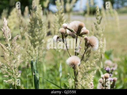 Flauschige Reife Creeping Thistle (Cirsium Arvense) Samenköpfe bereit für Wind-Dispersal umgeben von Rasen Samenköpfe Stockfoto