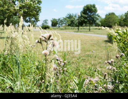 Flauschige Reife Creeping Thistle (Cirsium Arvense) Samenköpfe bereit für Wind-Dispersal umgeben von Rasen Samenköpfe Stockfoto