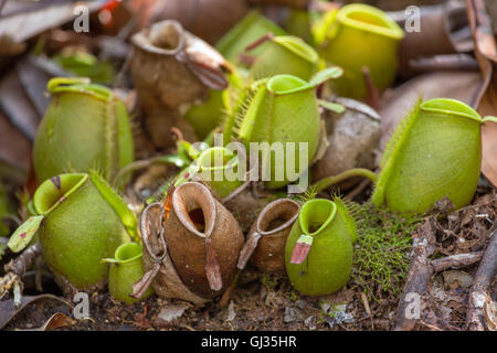 Nepenthes, tropischen Kannenpflanzen (Monkey Tassen) Stockfoto