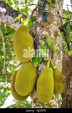 Die Jackfrucht am Baum Stockfoto