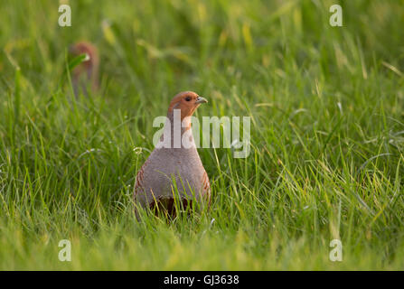 Schüchterne graue Rebhühner / Rebhuehner (Perdix Perdix) im Licht des frühen Morgens zu Fuß durch Wiesen rund um sorgfältig beobachten. Stockfoto