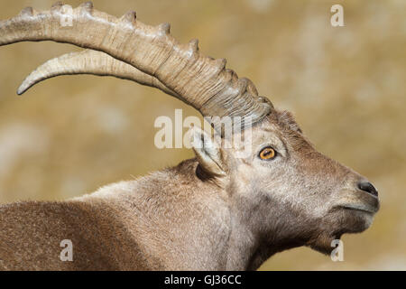 Alpensteinbock (Capra ibex) männlichen Nationalpark Gran Paradiso Italien Stockfoto