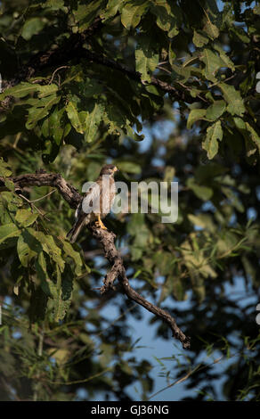 Ein Schlangenaale Bussard thront auf einem Ast in der Tadoba Andhari Tiger Reserve, Maharashtra Stockfoto