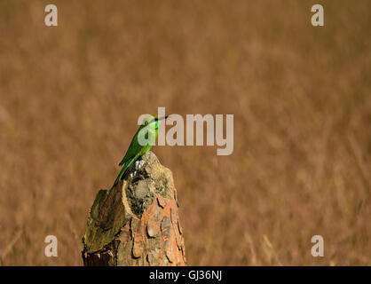 Eine grüne Bienenfresser thront auf einem Baumstumpf in der Tadoba Andhari Tiger Reserve, Maharashtra, Indien Stockfoto