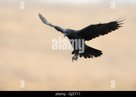 Große gemeinsame Raven / Kolkrabe (Corvus Corax) fliegen mit weit geöffneten Flügeln vor ein nettes farbigen Hintergrund. Stockfoto