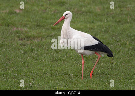 Schöne weiße Storch / Weissstorch (Ciconia Ciconia) steht auf einer grünen Wiese, typischen Pose, Ganzkörper, detailliert. Stockfoto