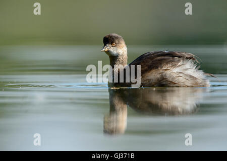 Junger Schwarzhals- / Ohrmuschel ( Podiceps nigricollis ), unreif, Jugendmuschel, Schwimmen in der Nähe, Wildtiere, Europa. Stockfoto
