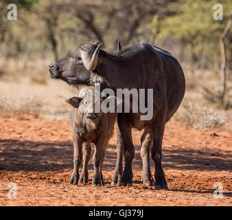 Ein afrikanischer Büffel Mutter und Kalb in Savanne stehen, während die Mutter bekommt eine Pflege von Oxpecker Vögel Stockfoto