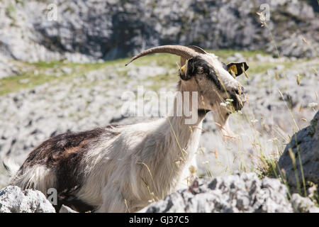 Wandern kümmert sich Schlucht in Picos de Europa, Asturien, Spanien, Europa. Stockfoto