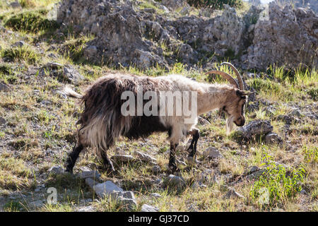 Wandern kümmert sich Schlucht in Picos de Europa, Asturien, Spanien, Europa. Stockfoto